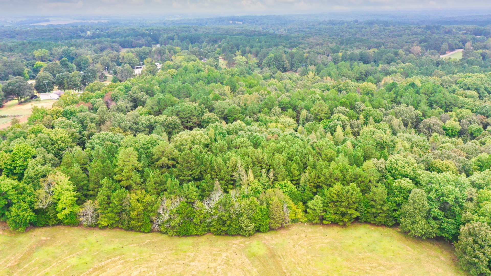 0 Enville Road Henderson, TN 38340 - Photo 17 of 23 a view of a yard with a tree