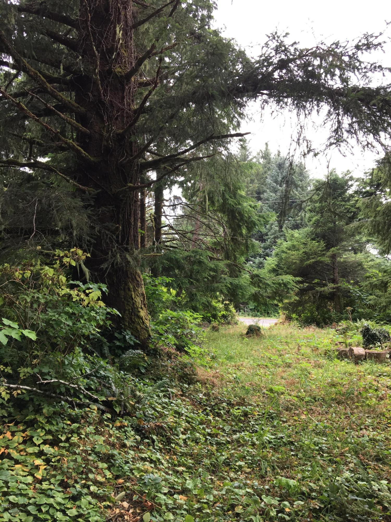 158 Highway 101 Yachats, OR 97498 - Photo 1 of 21 Big Spruce Tree