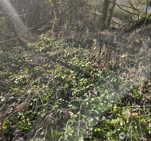 a view of a tree in a forest