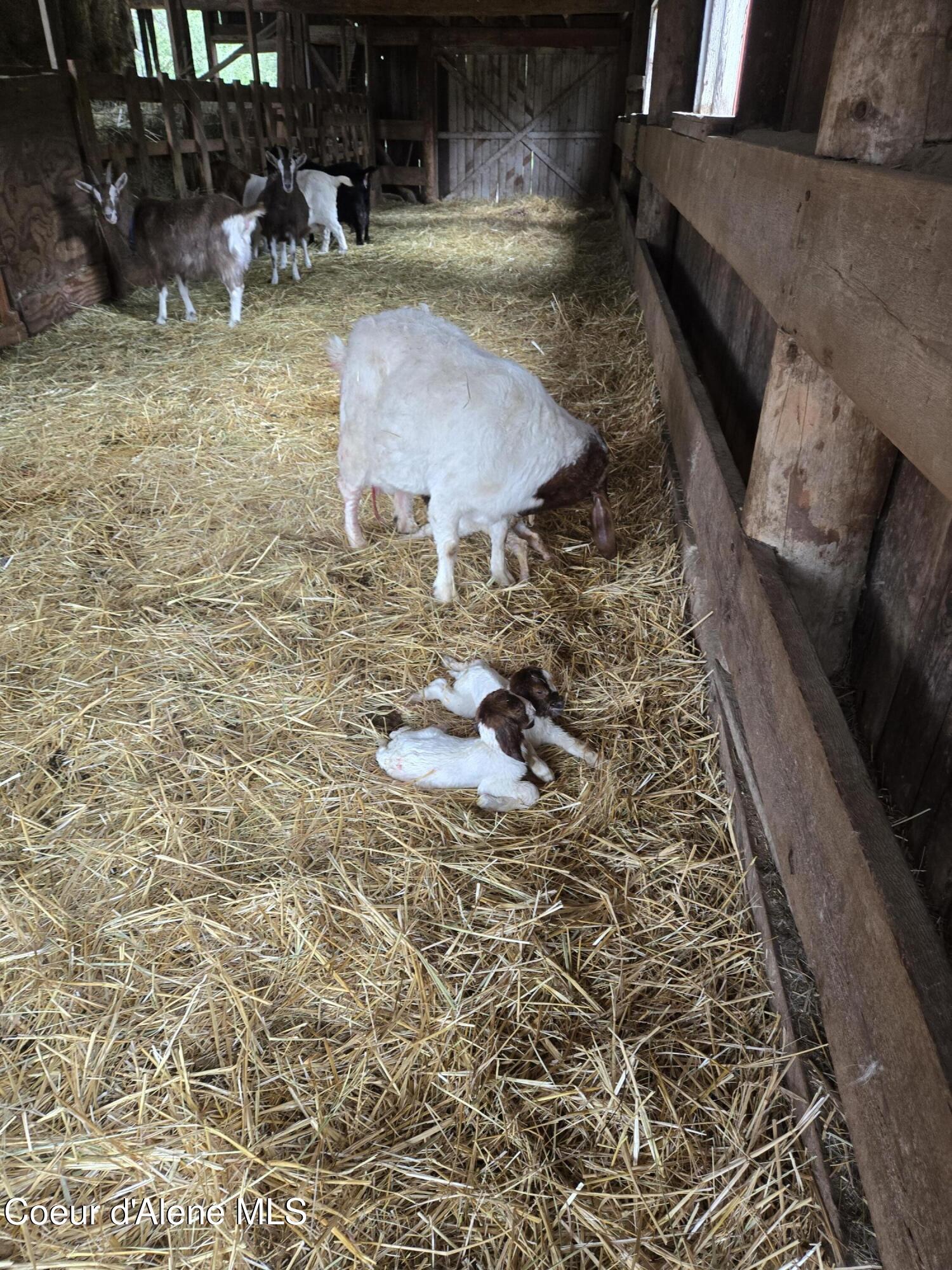 6420 Hells Gulch Road St. Maries, ID 83861 - Photo 52 of 90 Just Kidding in the Barn