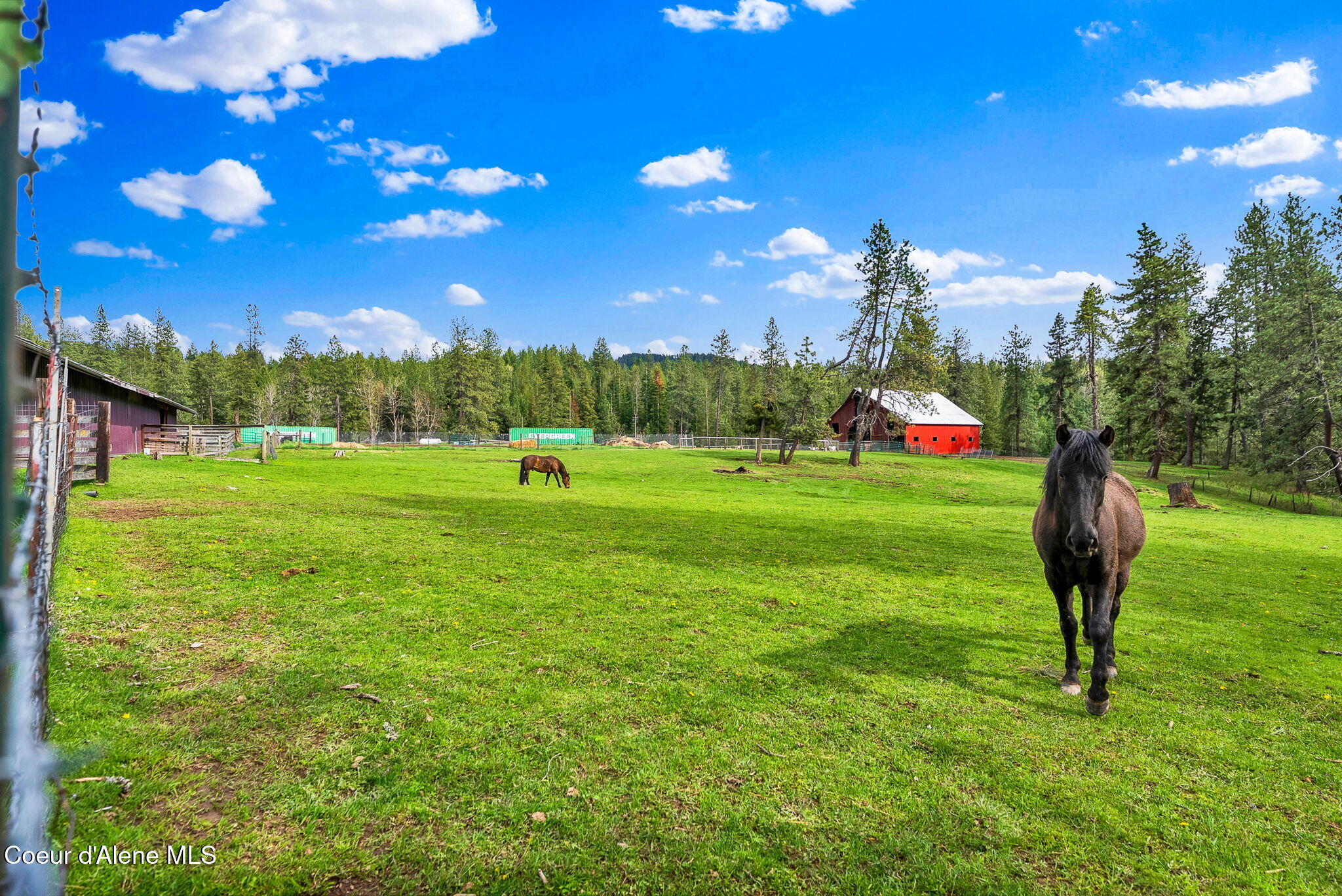 6420 Hells Gulch Road St. Maries, ID 83861 - Photo 53 of 90 Lush Grass for the Horses