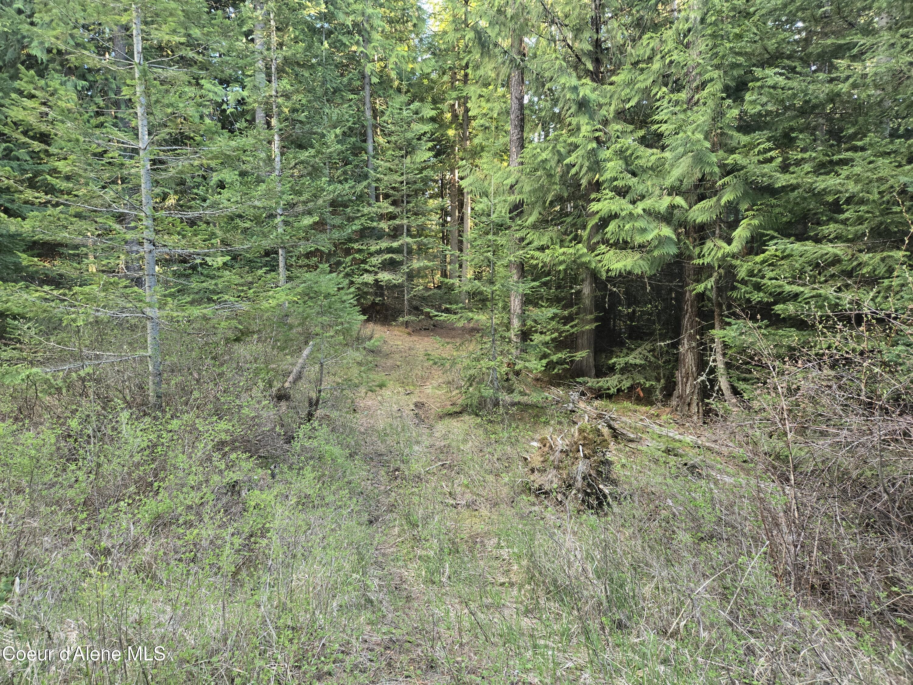 6420 Hells Gulch Road St. Maries, ID 83861 - Photo 61 of 90 Into the Cedar Grove