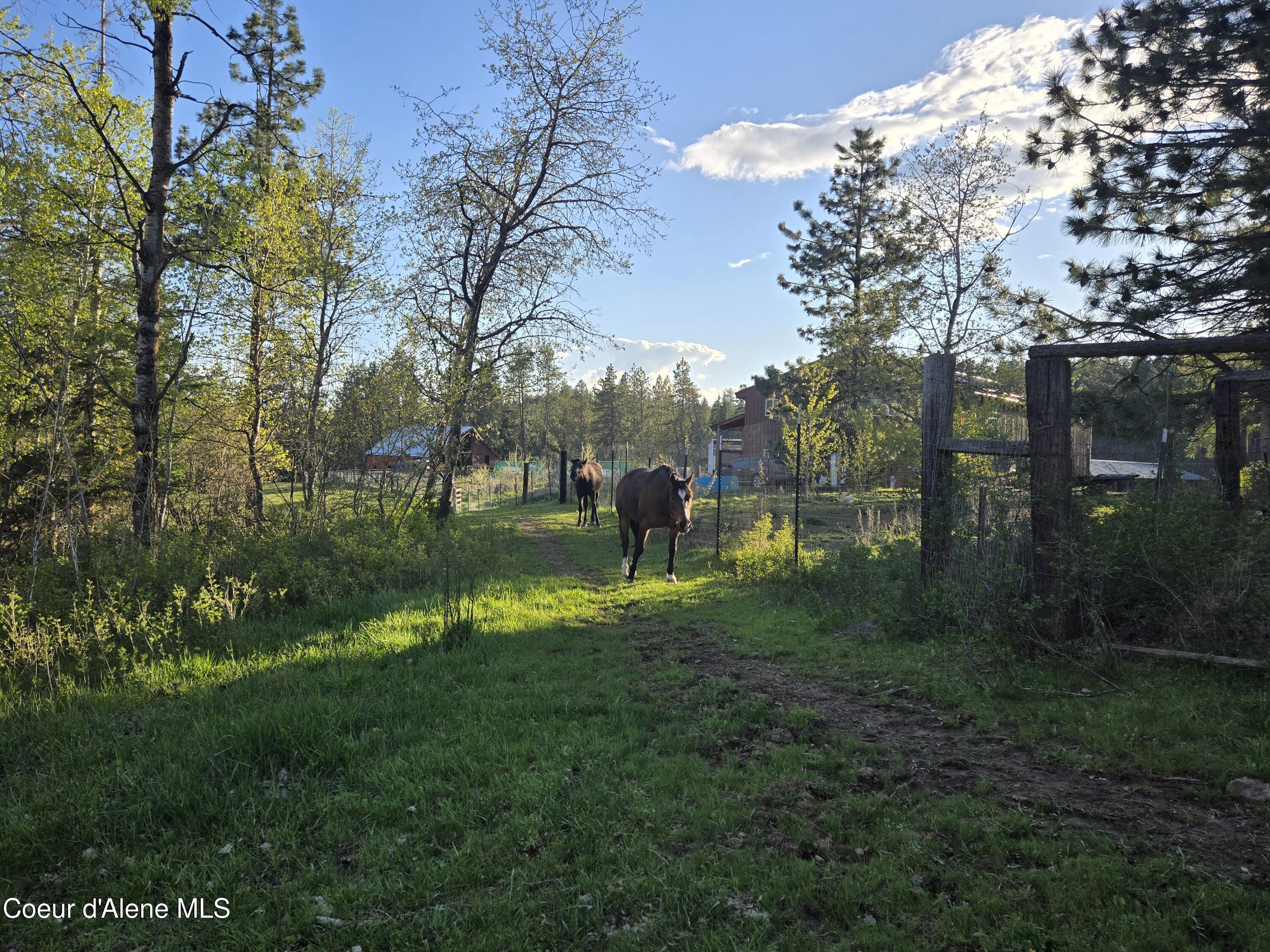 6420 Hells Gulch Road St. Maries, ID 83861 - Photo 72 of 90 The Horses Get Fat Quick
