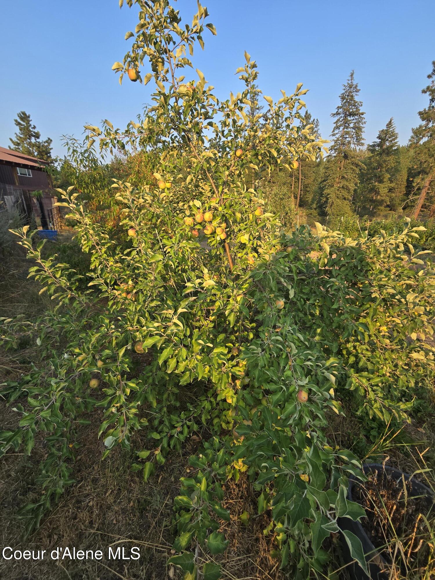 6420 Hells Gulch Road St. Maries, ID 83861 - Photo 78 of 90 Yummy Apples