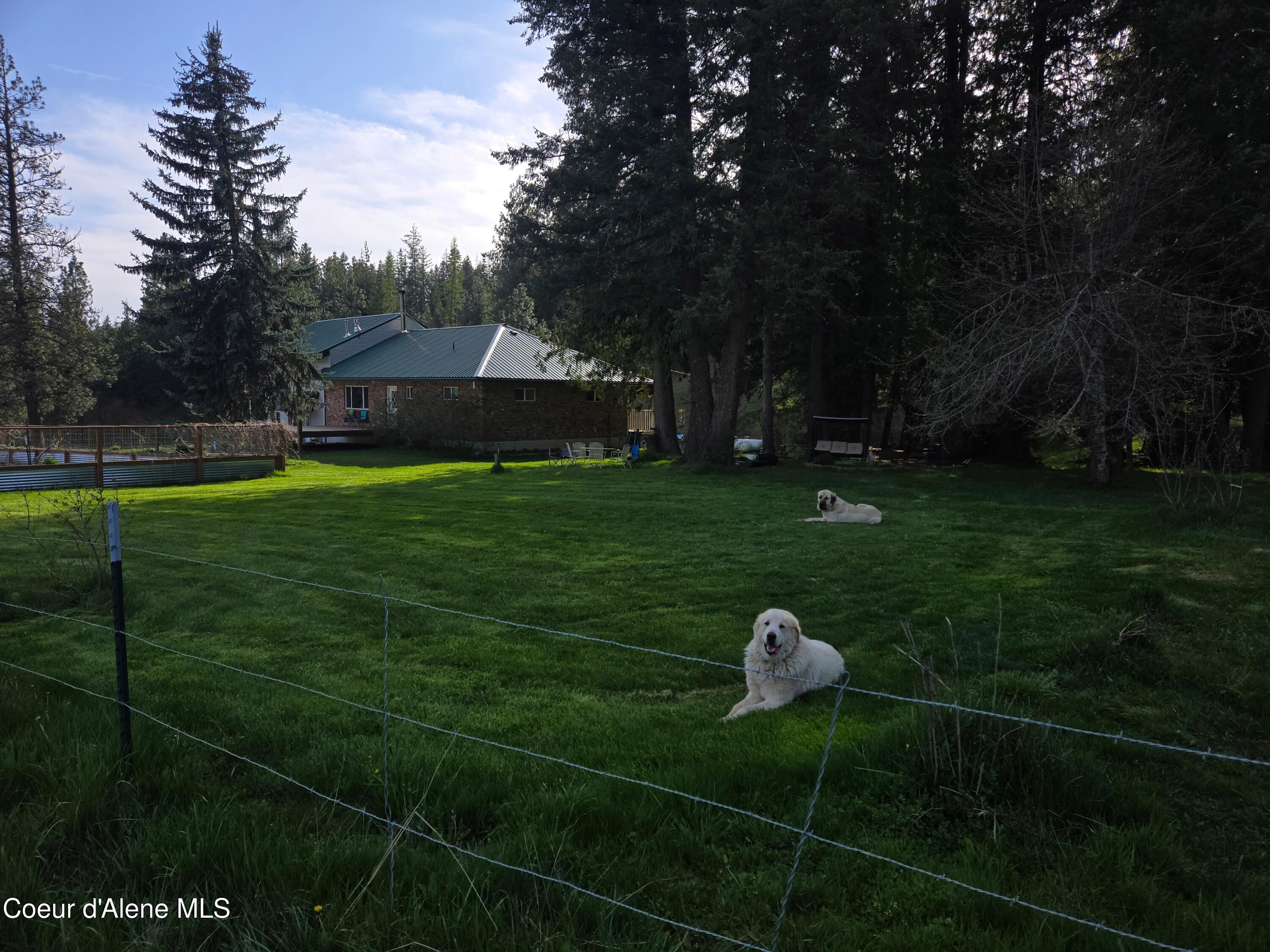 6420 Hells Gulch Road St. Maries, ID 83861 - Photo 8 of 90 The Dogs Love the Yard Too