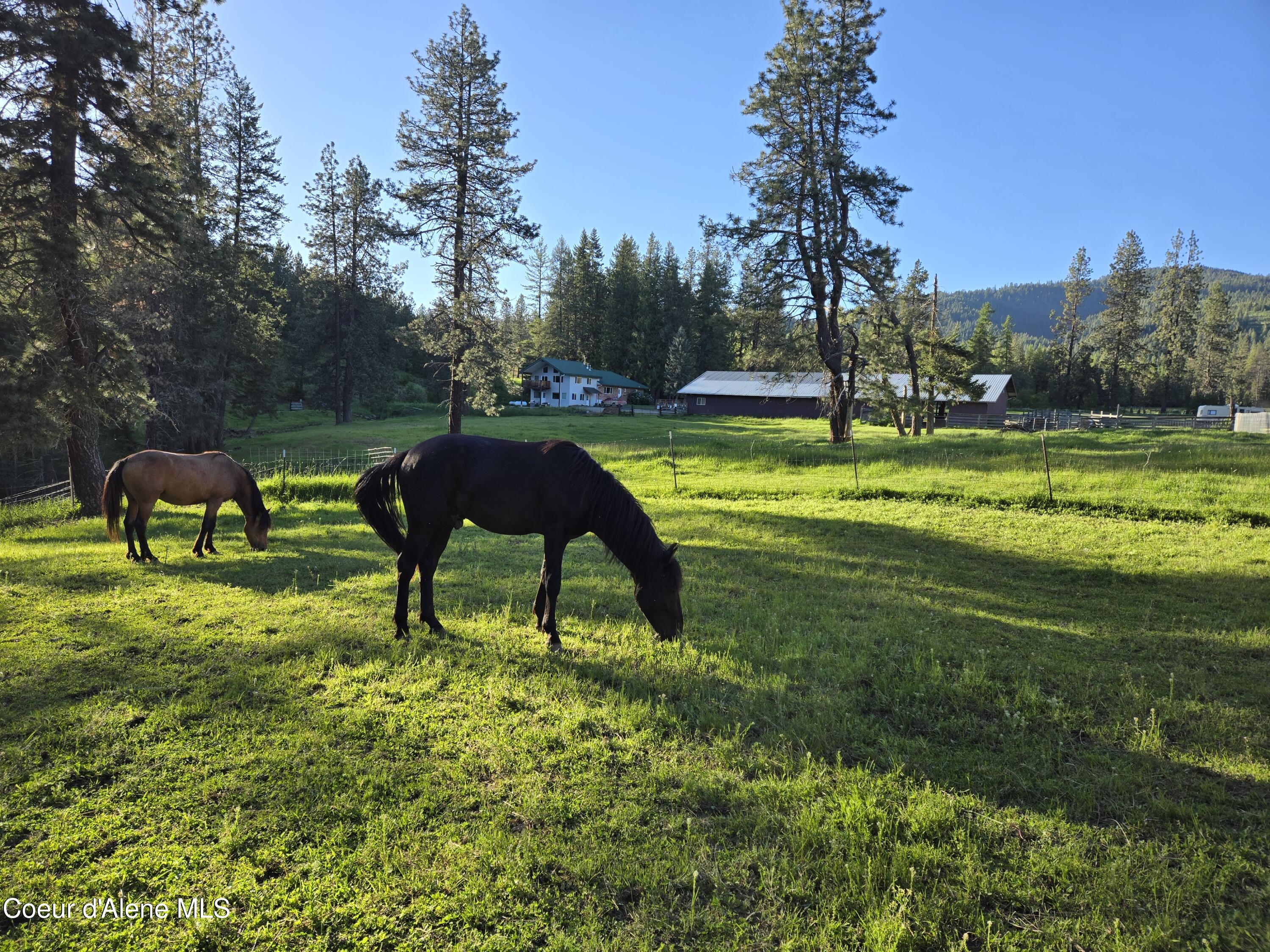 6420 Hells Gulch Road St. Maries, ID 83861 - Photo 82 of 90 The Grass Makes Them Fat