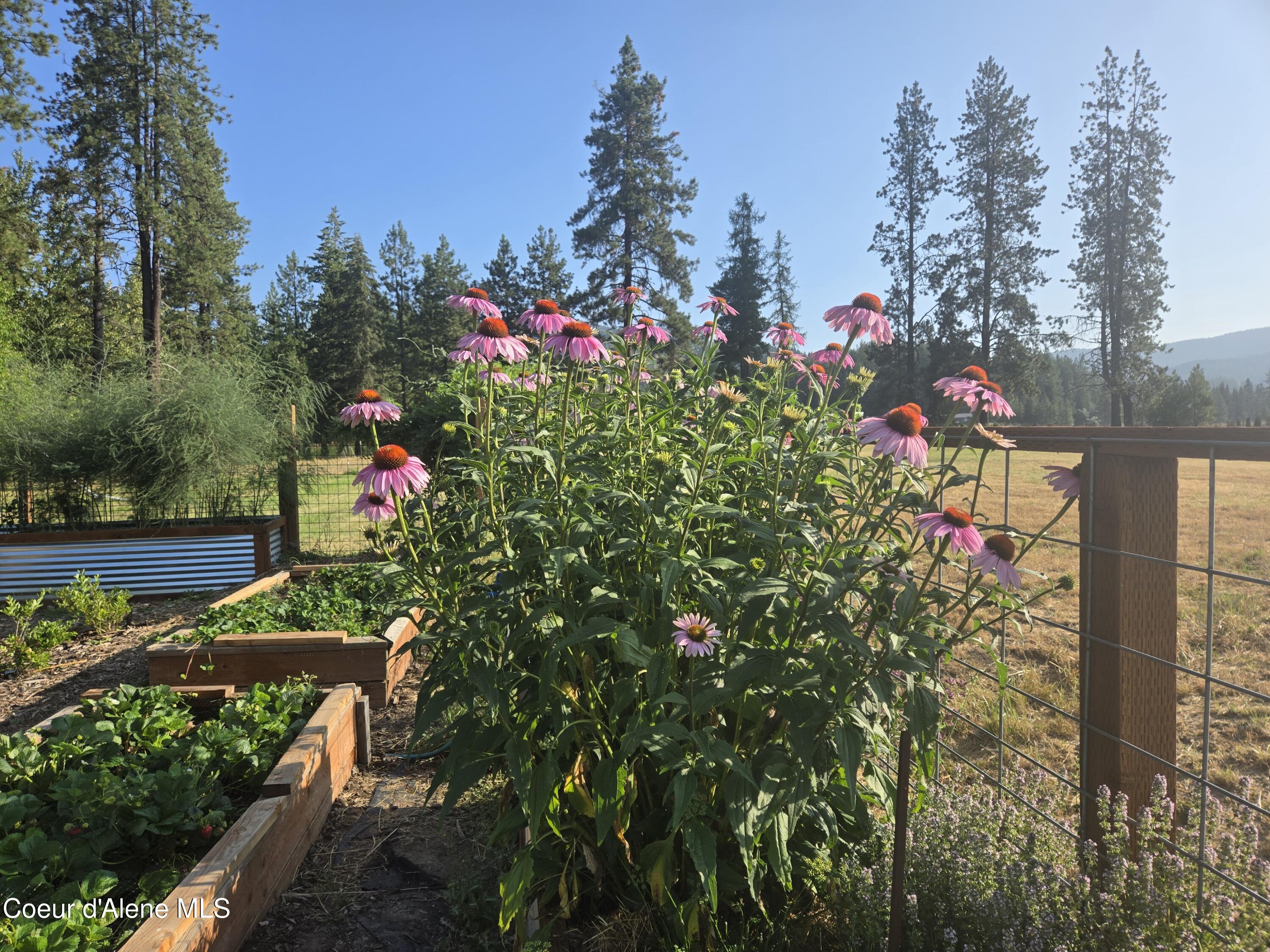 6420 Hells Gulch Road St. Maries, ID 83861 - Photo 83 of 90 Strawberries and Herbs