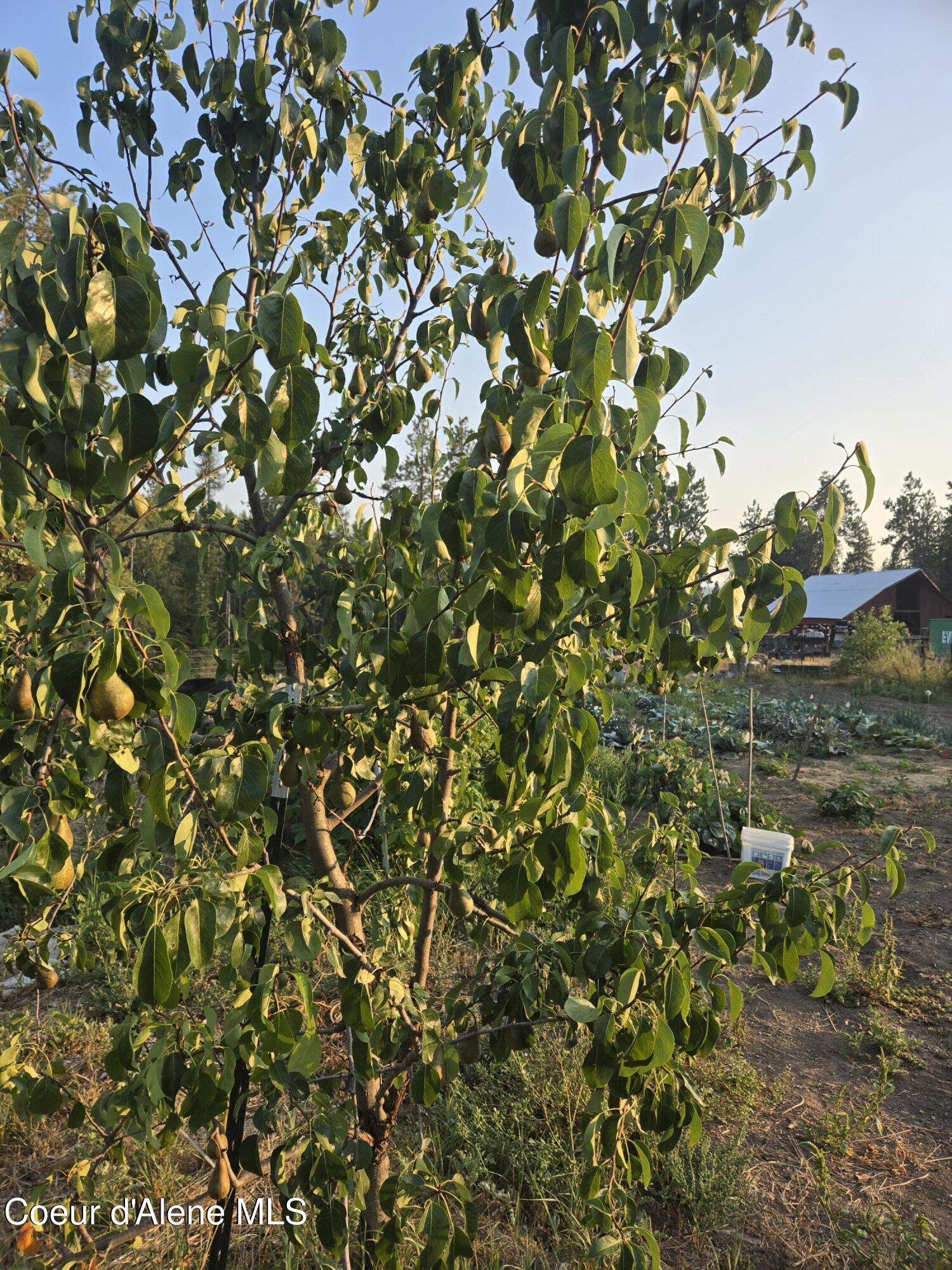 6420 Hells Gulch Road St. Maries, ID 83861 - Photo 84 of 90 Pears Anyone?