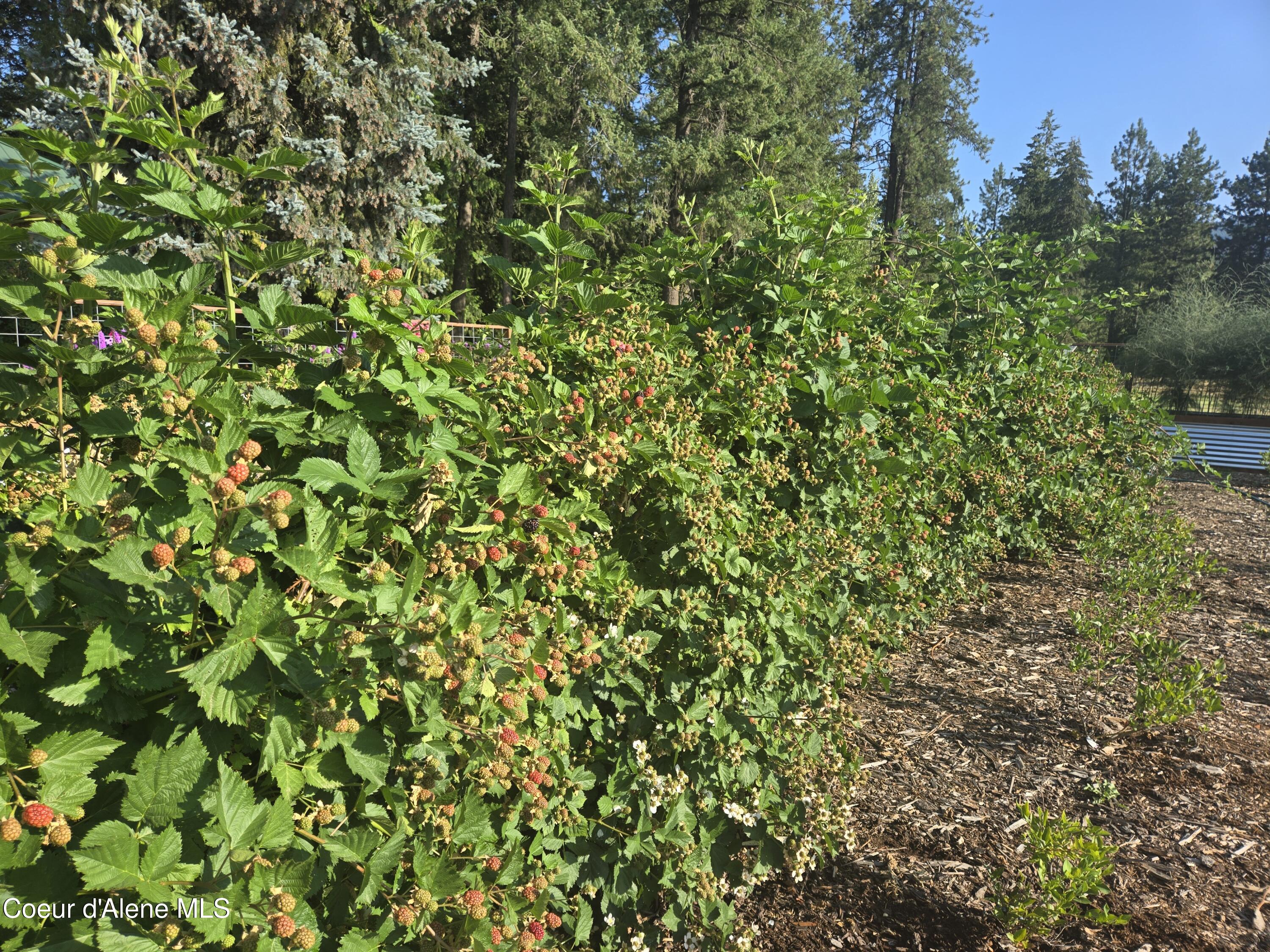 6420 Hells Gulch Road St. Maries, ID 83861 - Photo 85 of 90 A Blackberry Overload