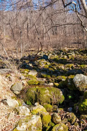 a view of backyard and tree