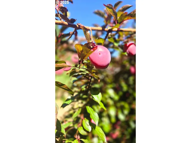 a close up of a plant in a bunch of plants
