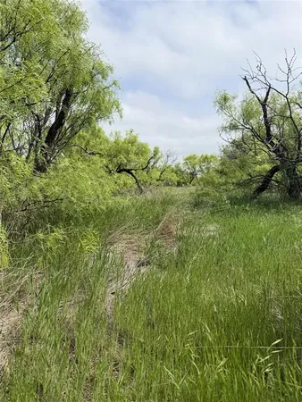 a view of a lush green space