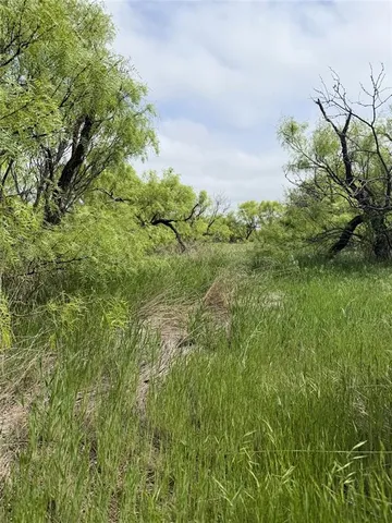 a view of a lush green space