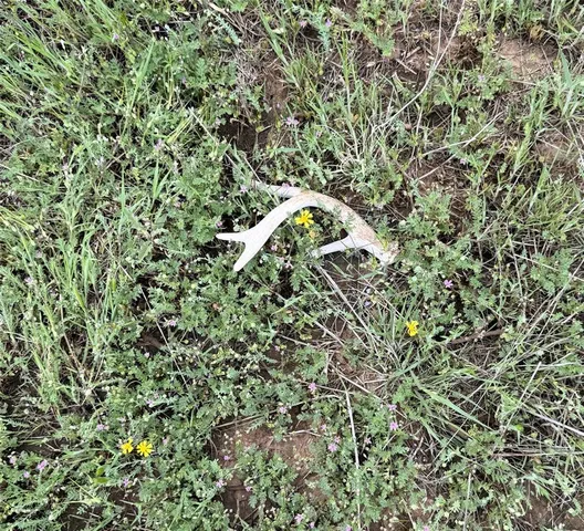 a view of a lush green space