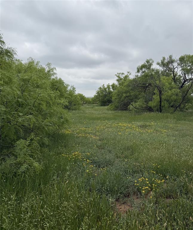 938 Fm 680 Quanah, TX 79252 - Photo 15 of 19 a view of a big yard with plants and large trees