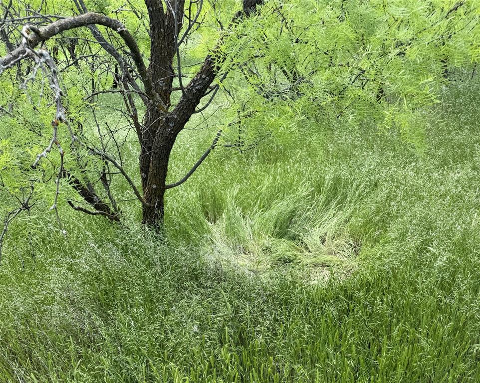 938 Fm 680 Quanah, TX 79252 - Photo 6 of 19 a view of tree
