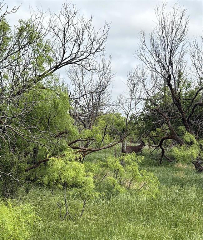 938 Fm 680 Quanah, TX 79252 - Photo 7 of 19 a backyard of a house with lots of green space