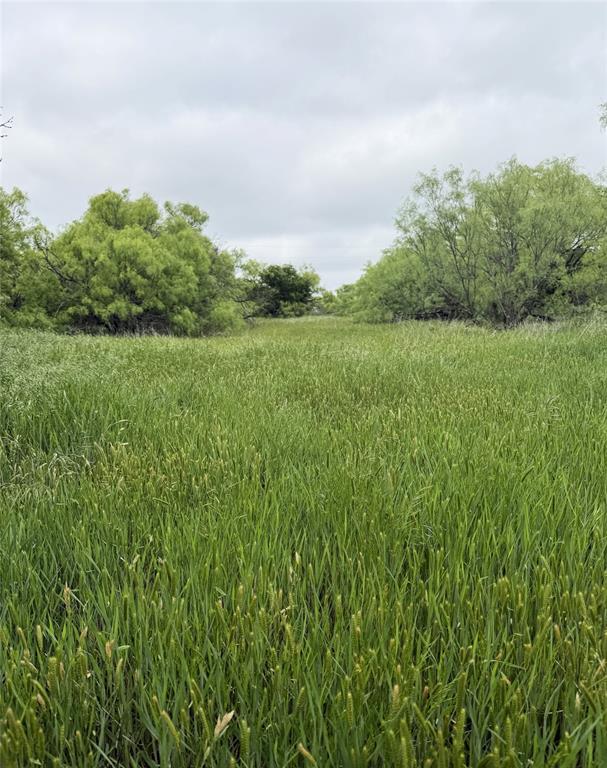 938 Fm 680 Quanah, TX 79252 - Photo 10 of 19 a view of a big yard with plants and a large tree