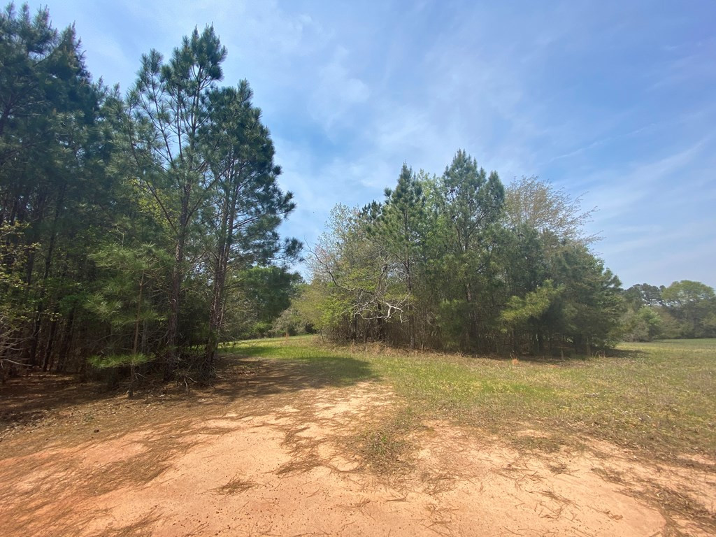 0 Banks Mill Road Southeast North Augusta, SC 29860 - Photo 5 of 11