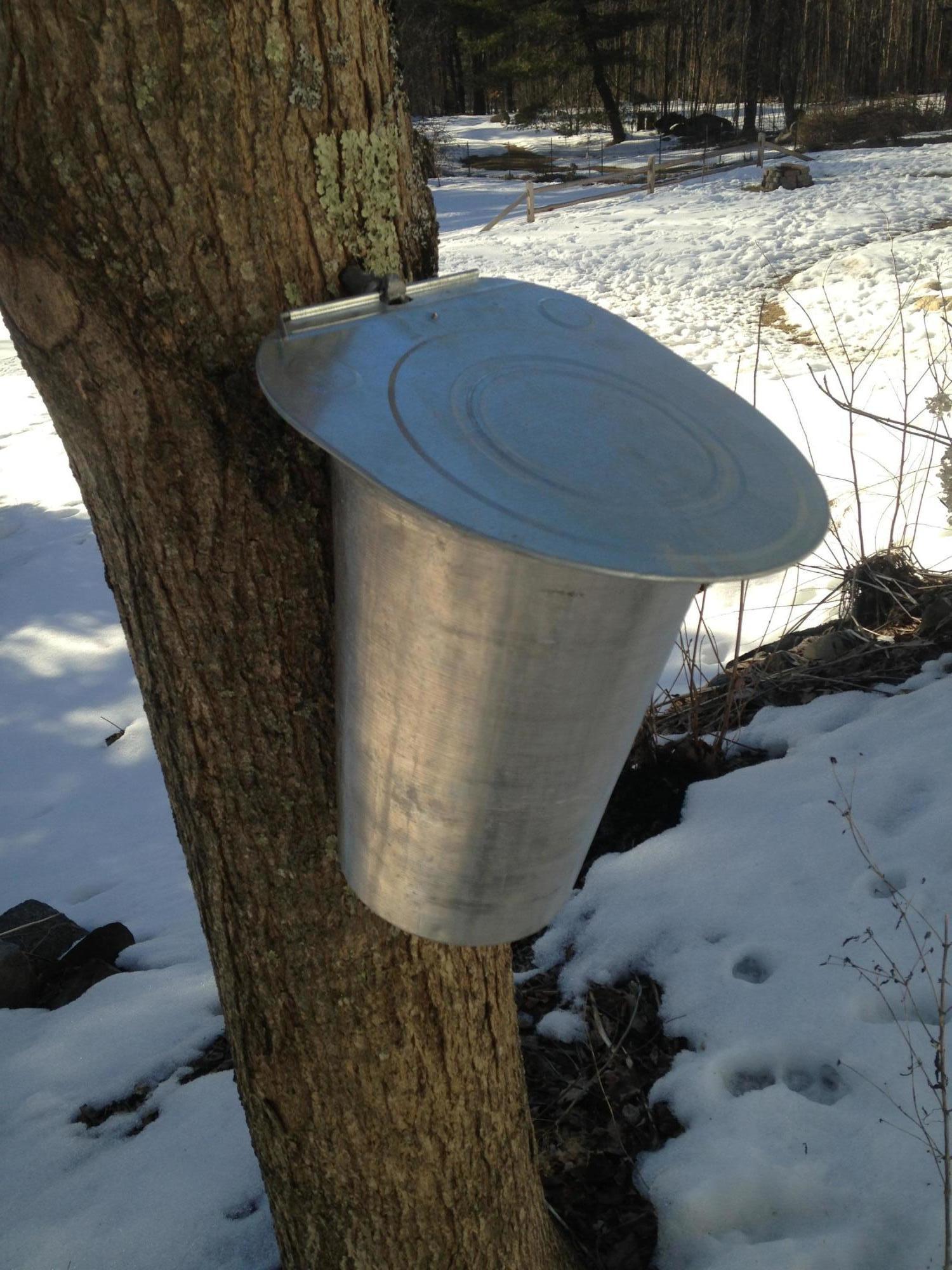 584 Ridge Road Windsor, ME 04363 - Photo 42 of 56 taping tree pic