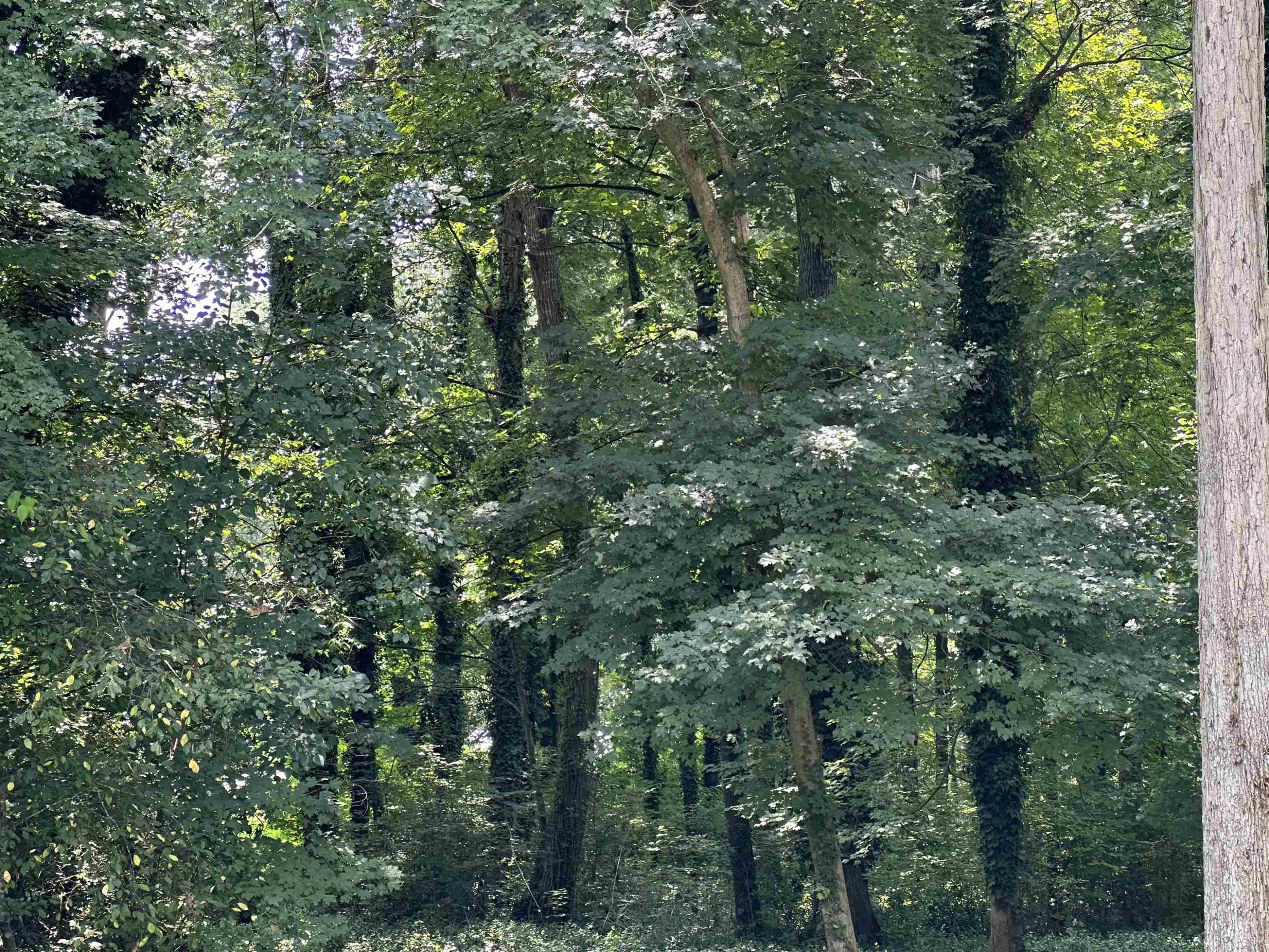 a view of a forest with a tree