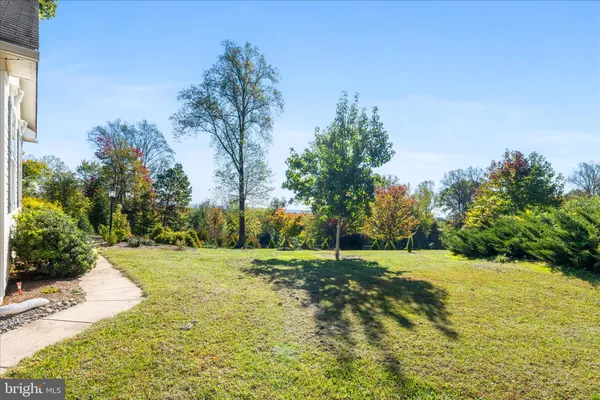 a view of a tree in a yard