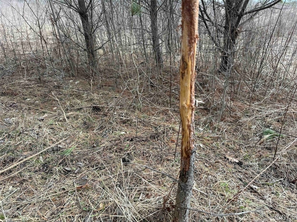 White Creek Road Friendship, NY 14739 - Photo 13 of 23