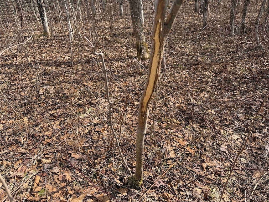 White Creek Road Friendship, NY 14739 - Photo 18 of 23