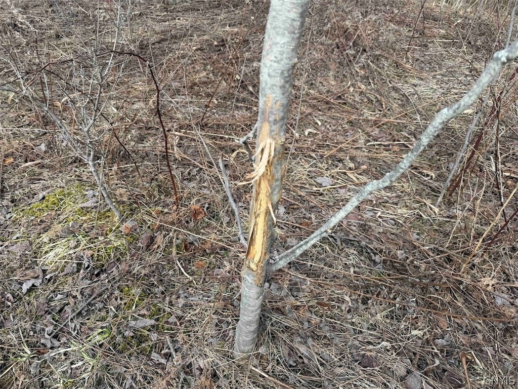 White Creek Road Friendship, NY 14739 - Photo 21 of 23