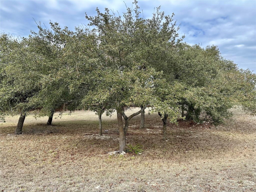 Lot 24 Andy's Point Burnet, TX 78611 - Photo 8 of 15 a view of a forest with trees in the background