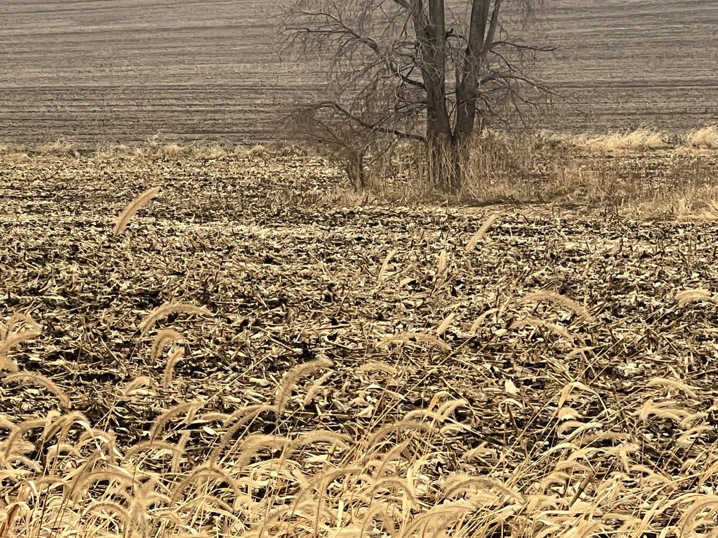 0 Allens Grove Road Dixon, IA 52745 - Photo 4 of 5