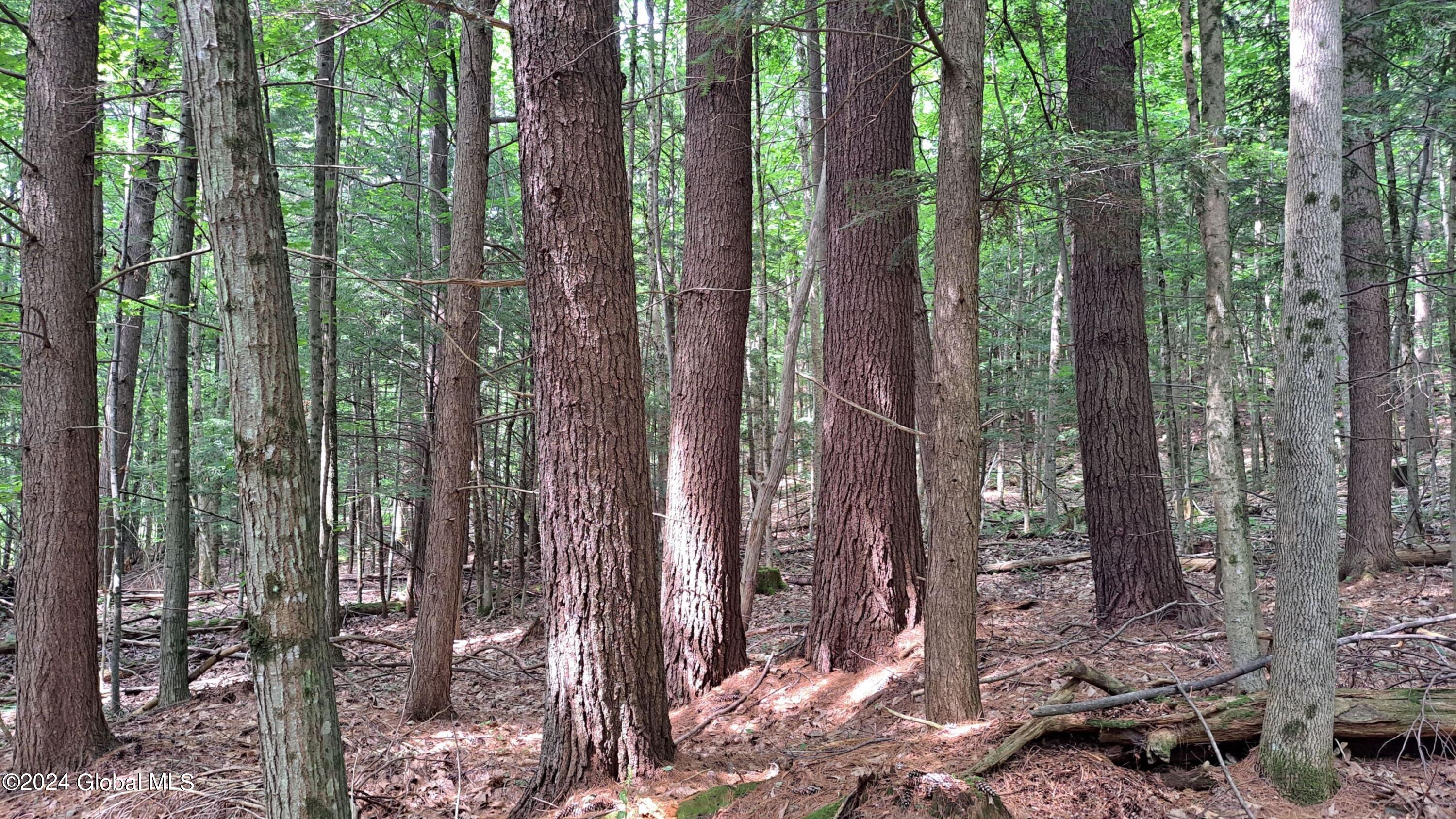 26.112 Jackson Summit Road Mayfield, NY 12117 - Photo 12 of 61 01 Mature Grove of White Pine