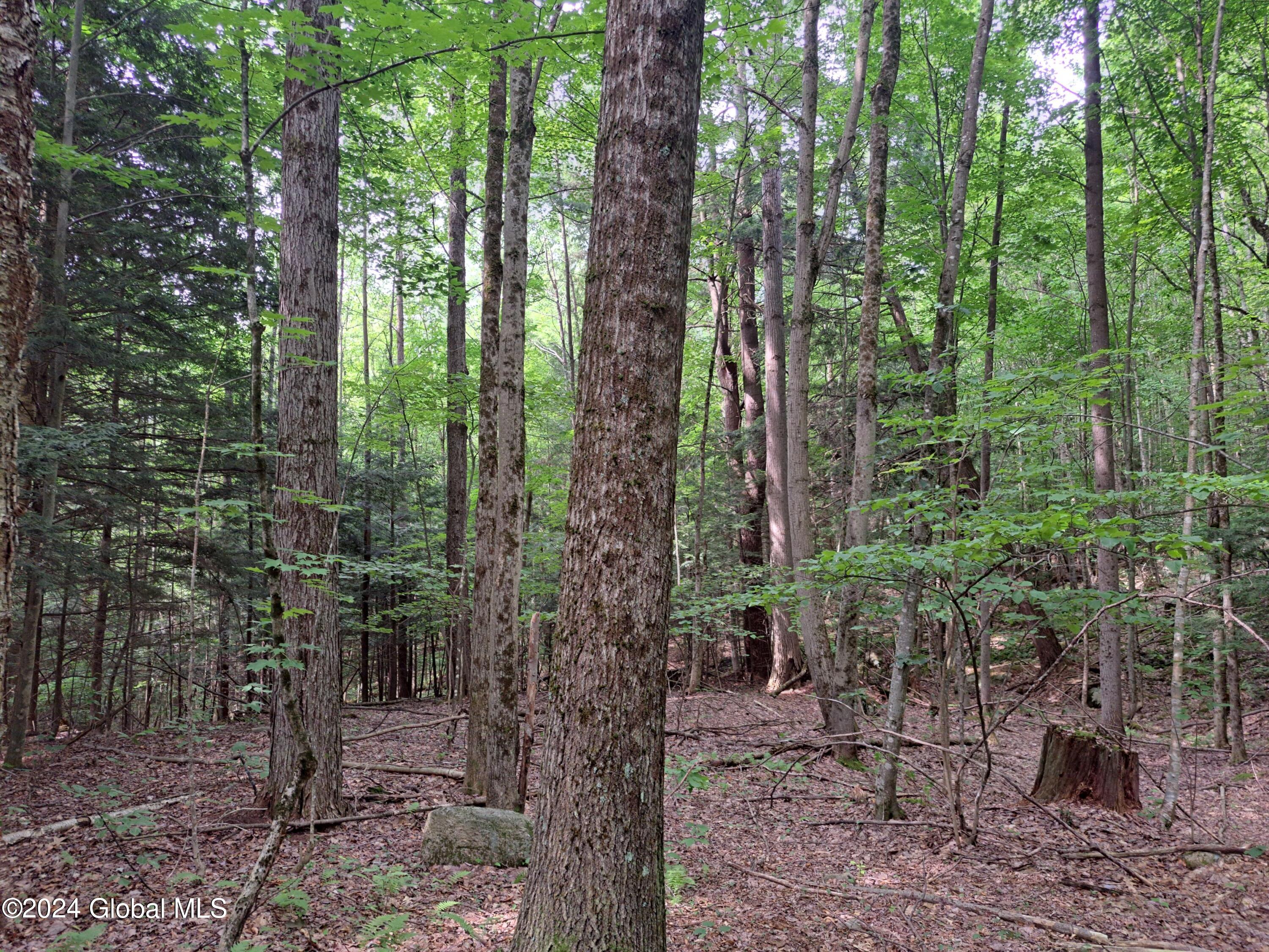 26.112 Jackson Summit Road Mayfield, NY 12117 - Photo 14 of 61 03 Mature Red Oak