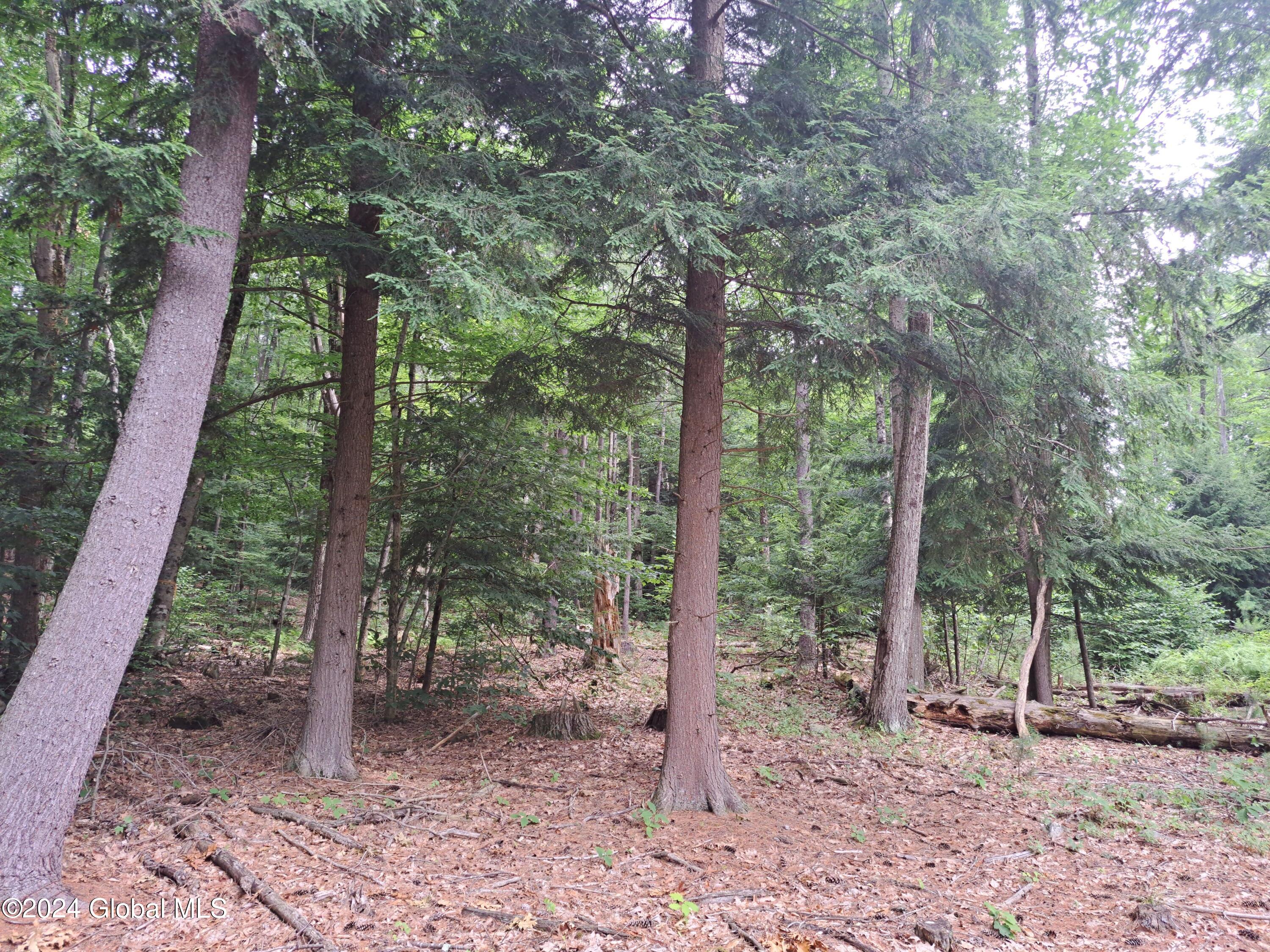 26.112 Jackson Summit Road Mayfield, NY 12117 - Photo 16 of 61 05 Mature Hemlock