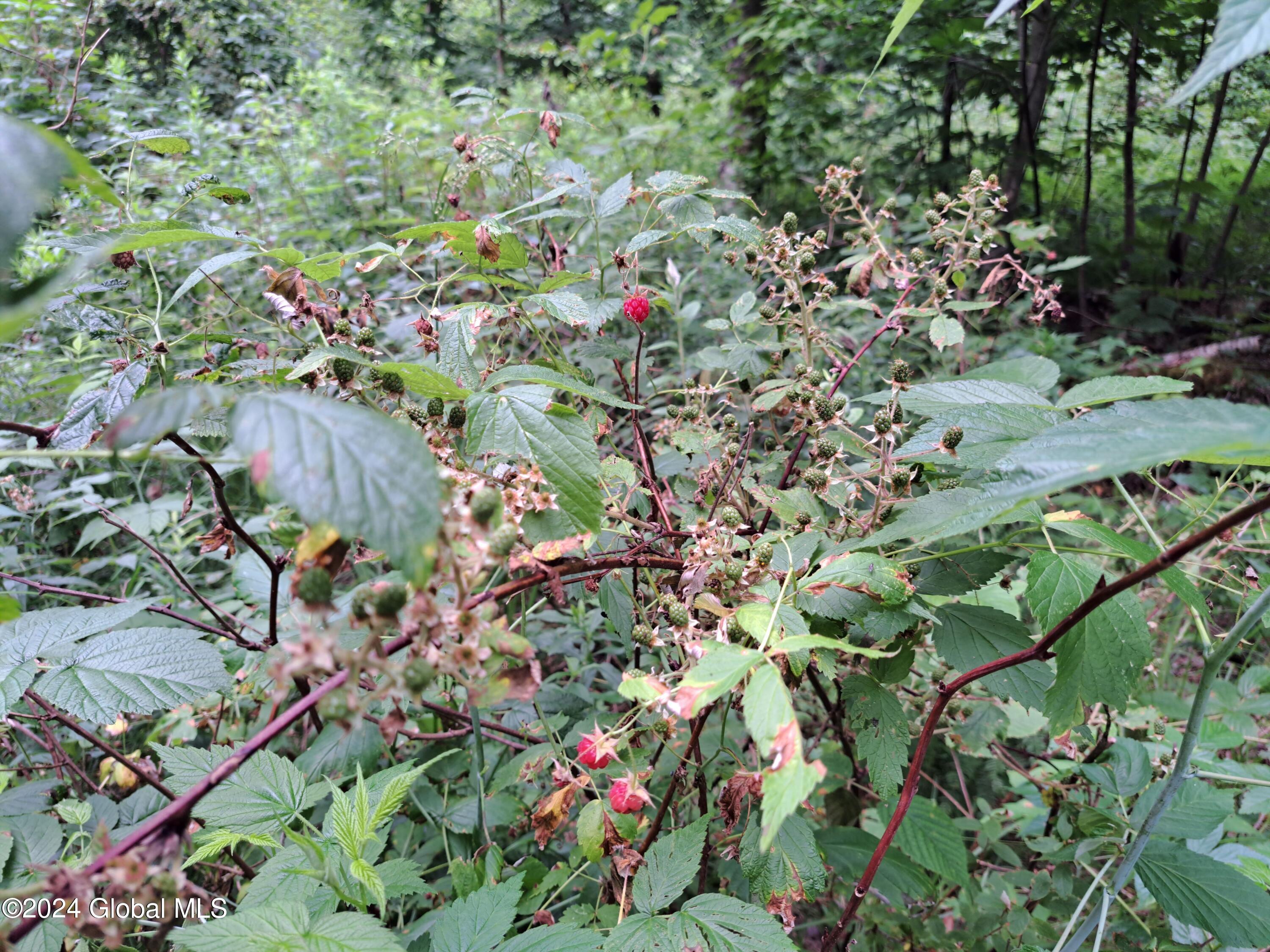 26.112 Jackson Summit Road Mayfield, NY 12117 - Photo 20 of 61 18 Rubus