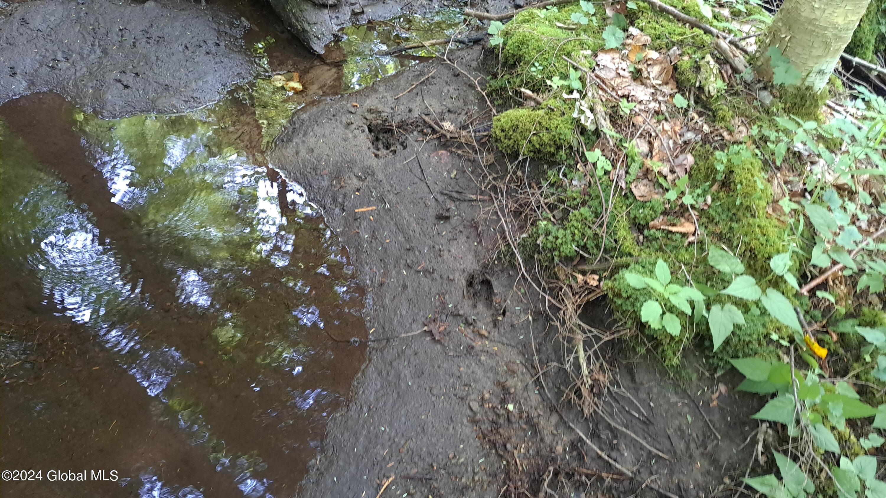 08 Deer Tracks at Stream Pool