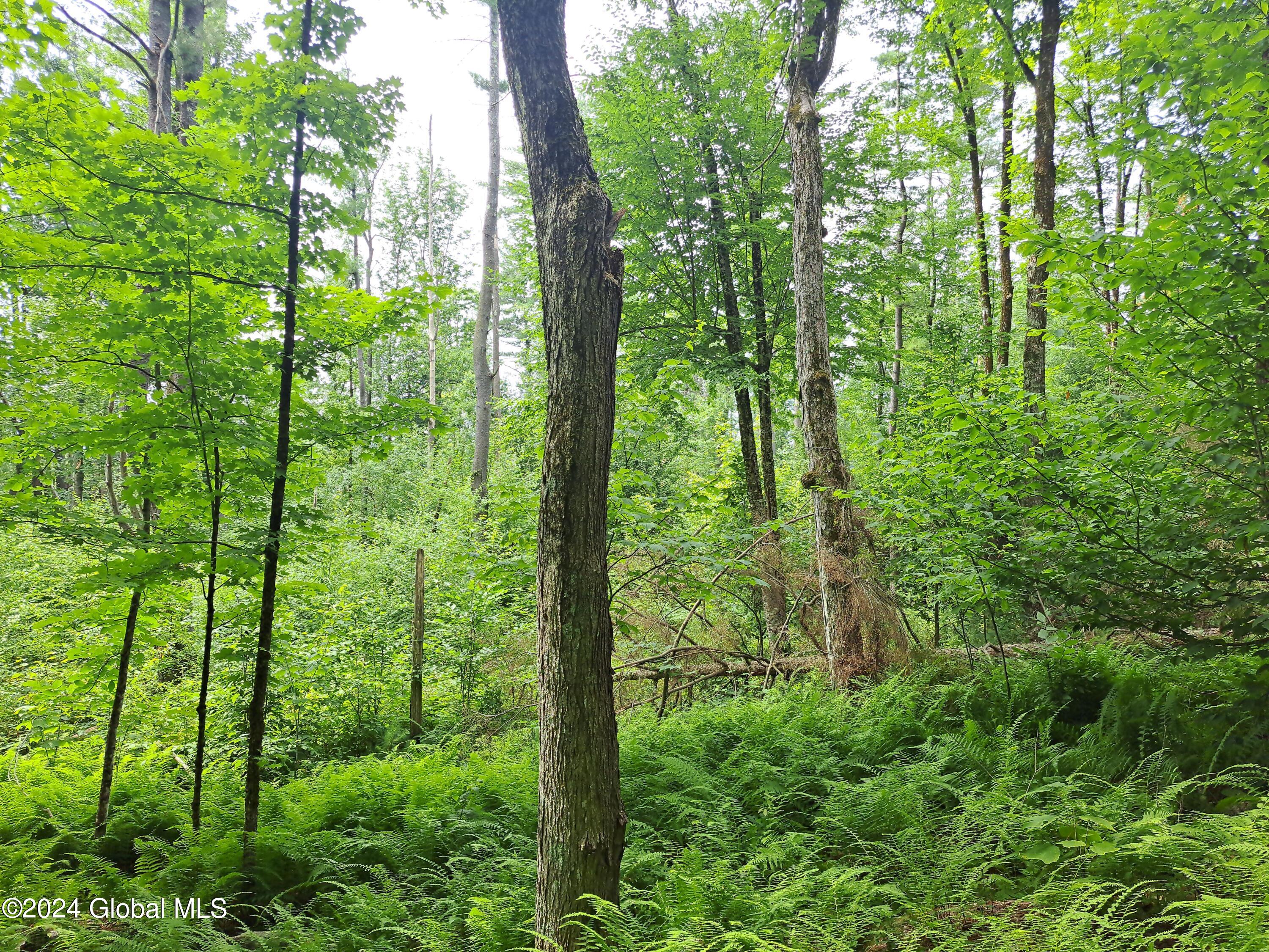 26.112 Jackson Summit Road Mayfield, NY 12117 - Photo 23 of 61 21 Abundant Greenup
