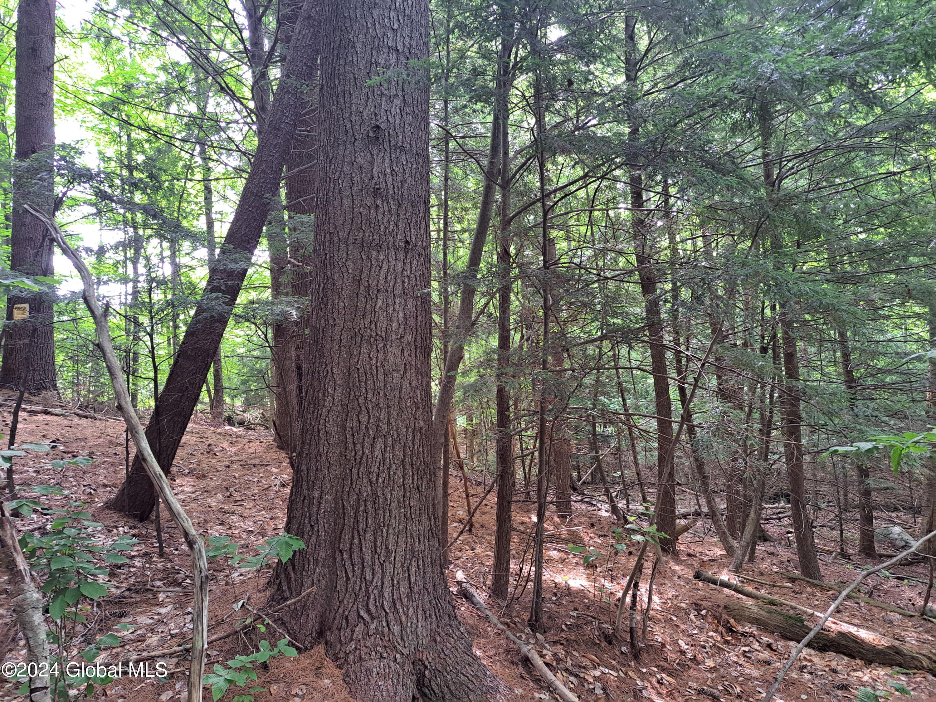 26.112 Jackson Summit Road Mayfield, NY 12117 - Photo 25 of 61 23 Mature White Pine