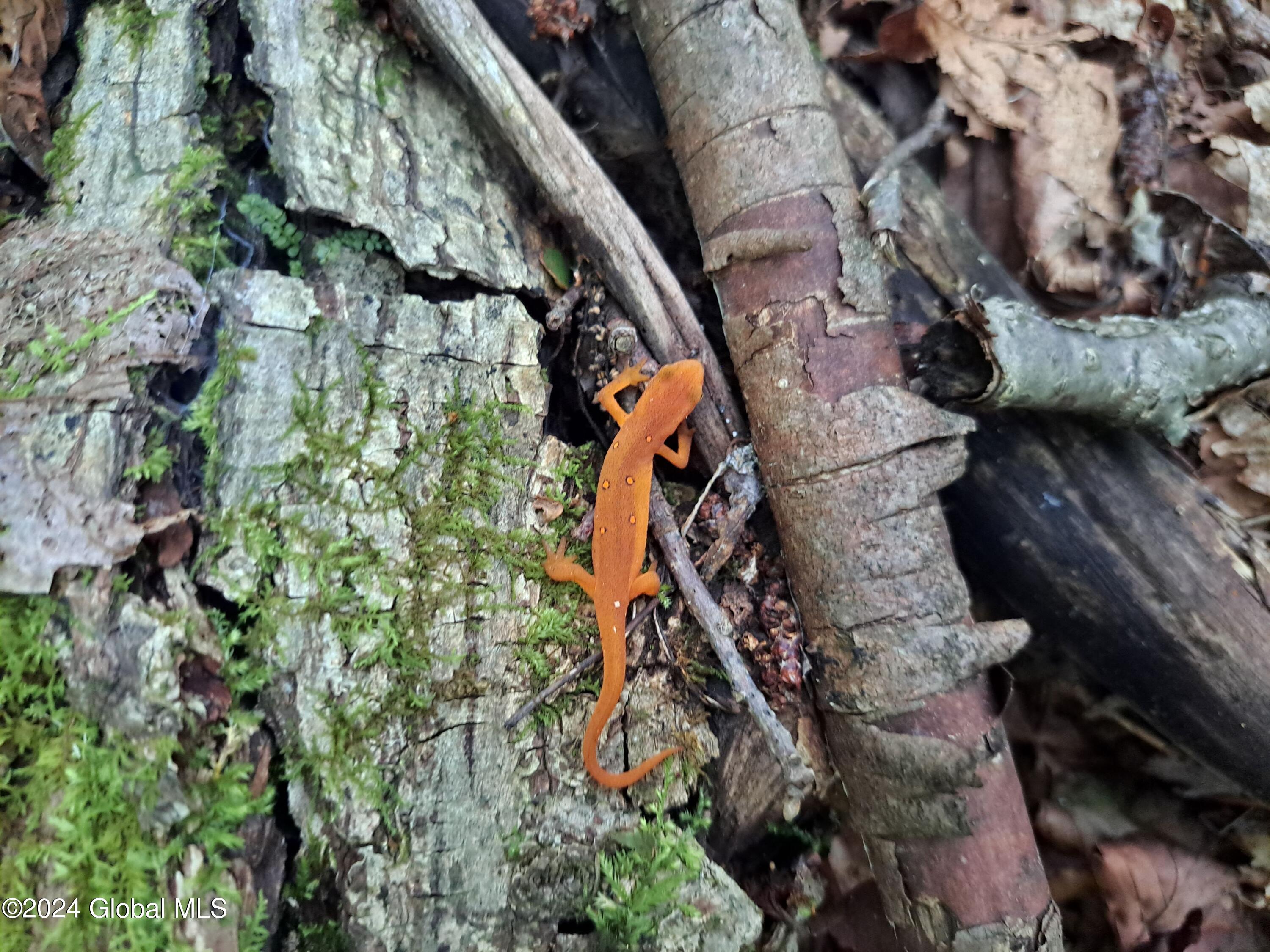 26.112 Jackson Summit Road Mayfield, NY 12117 - Photo 26 of 61 24 Red Eft