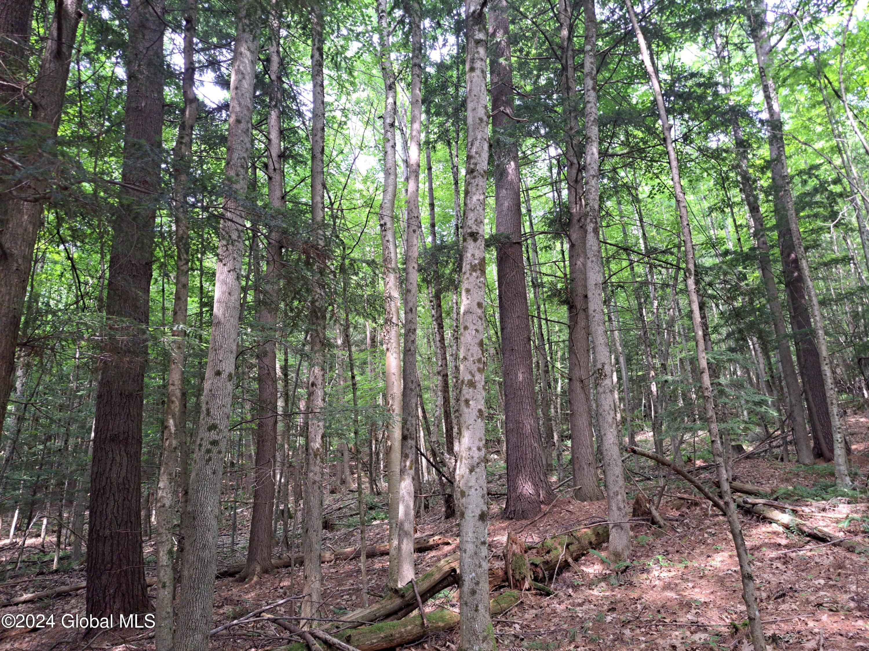 26.112 Jackson Summit Road Mayfield, NY 12117 - Photo 29 of 61 27 Hardwoods and Mature White Pine