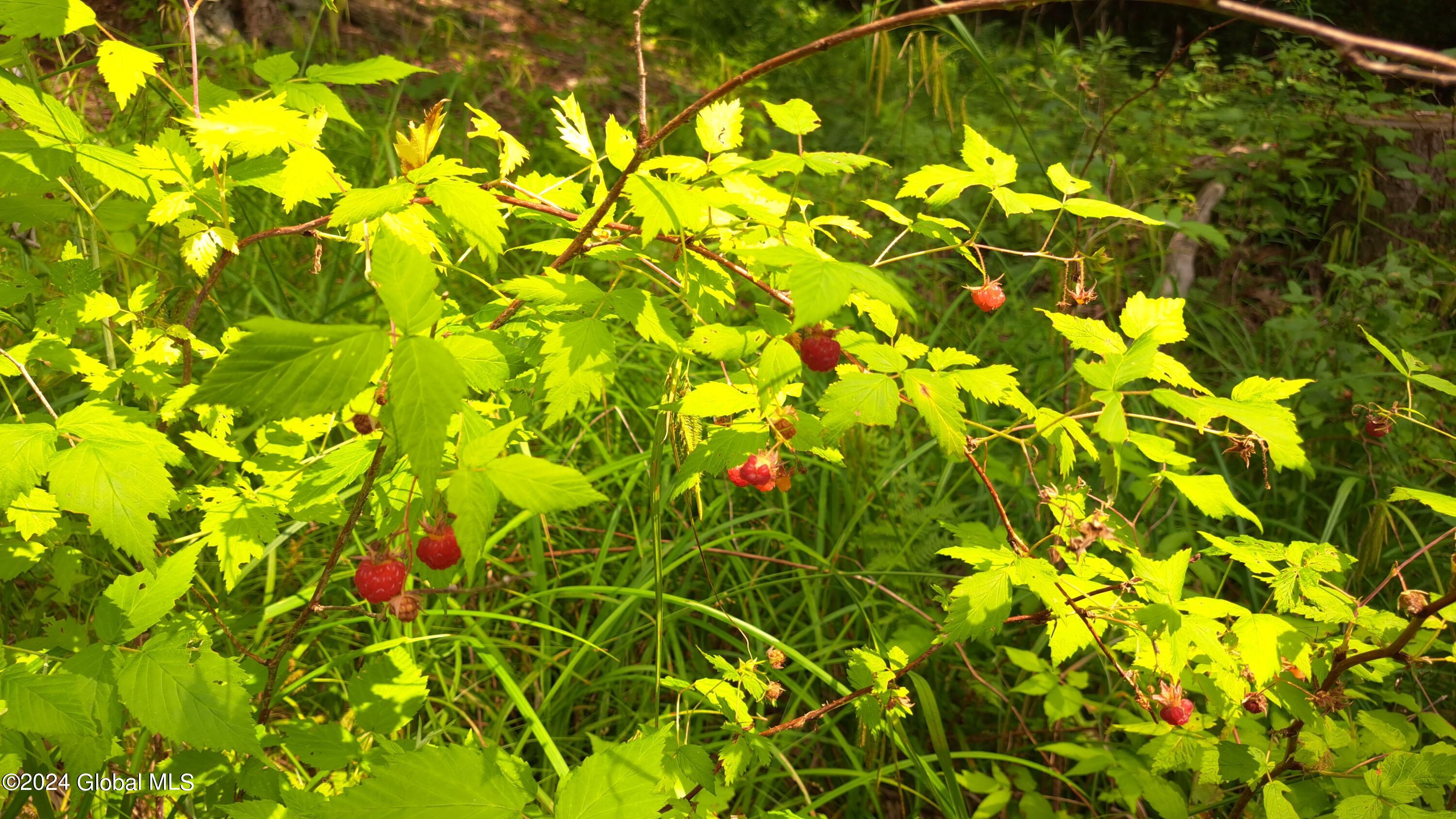 26.112 Jackson Summit Road Mayfield, NY 12117 - Photo 33 of 61 31 Red Raqspberries