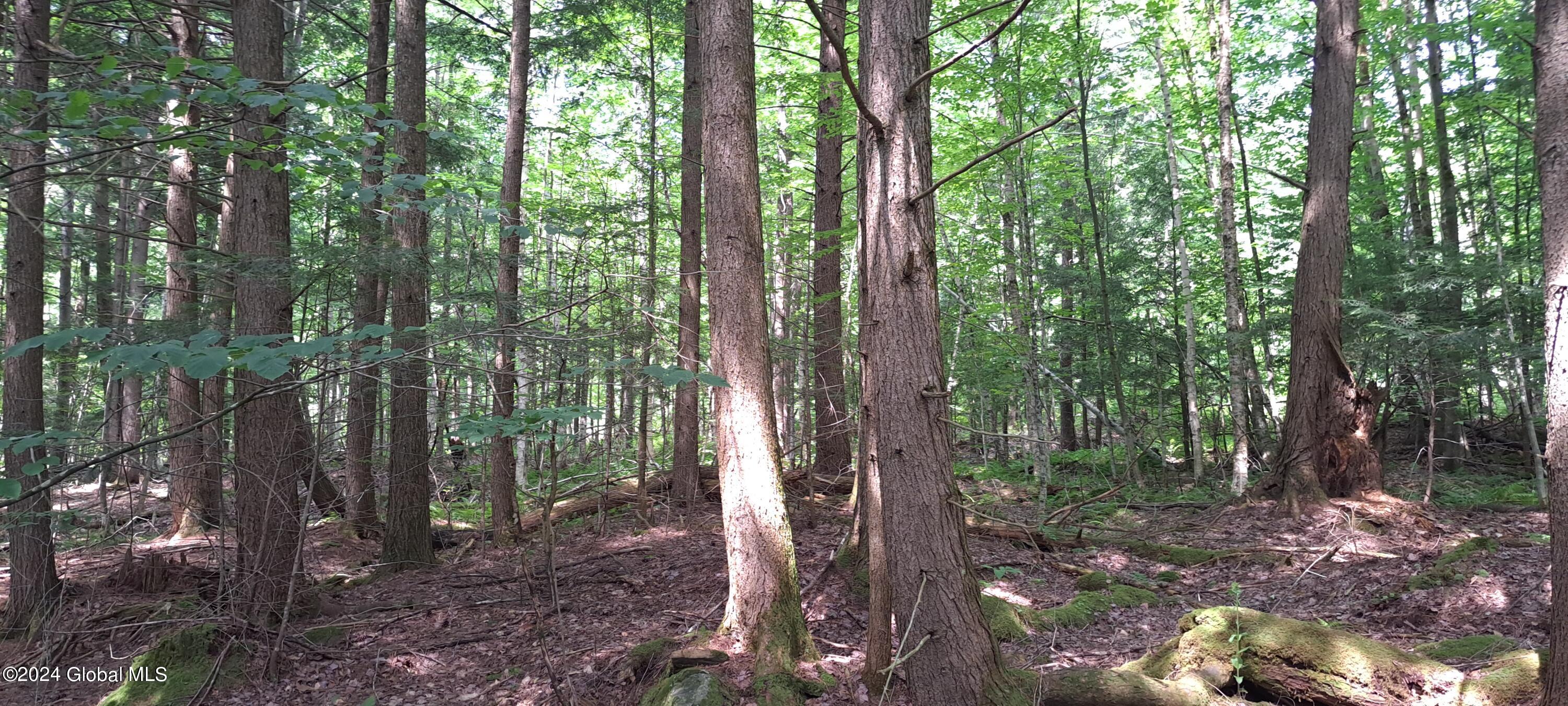 26.112 Jackson Summit Road Mayfield, NY 12117 - Photo 36 of 61 34 Mature Hemlock