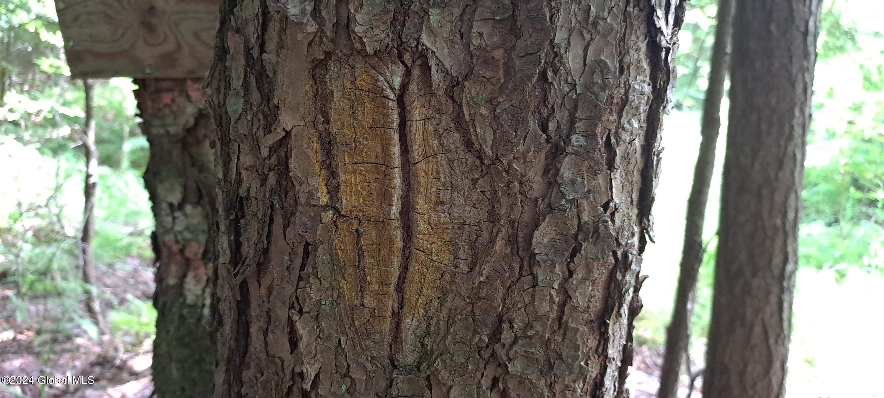 26.112 Jackson Summit Road Mayfield, NY 12117 - Photo 37 of 61 35 Old Boundary Blaze and Paint