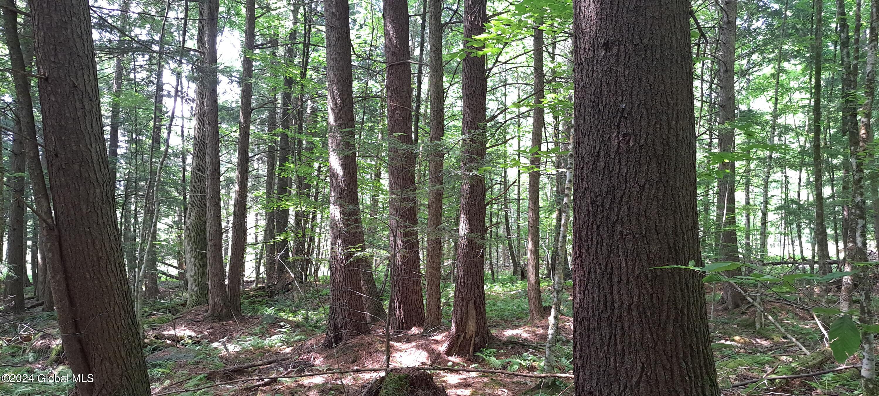 26.112 Jackson Summit Road Mayfield, NY 12117 - Photo 38 of 61 36 Mature Forest