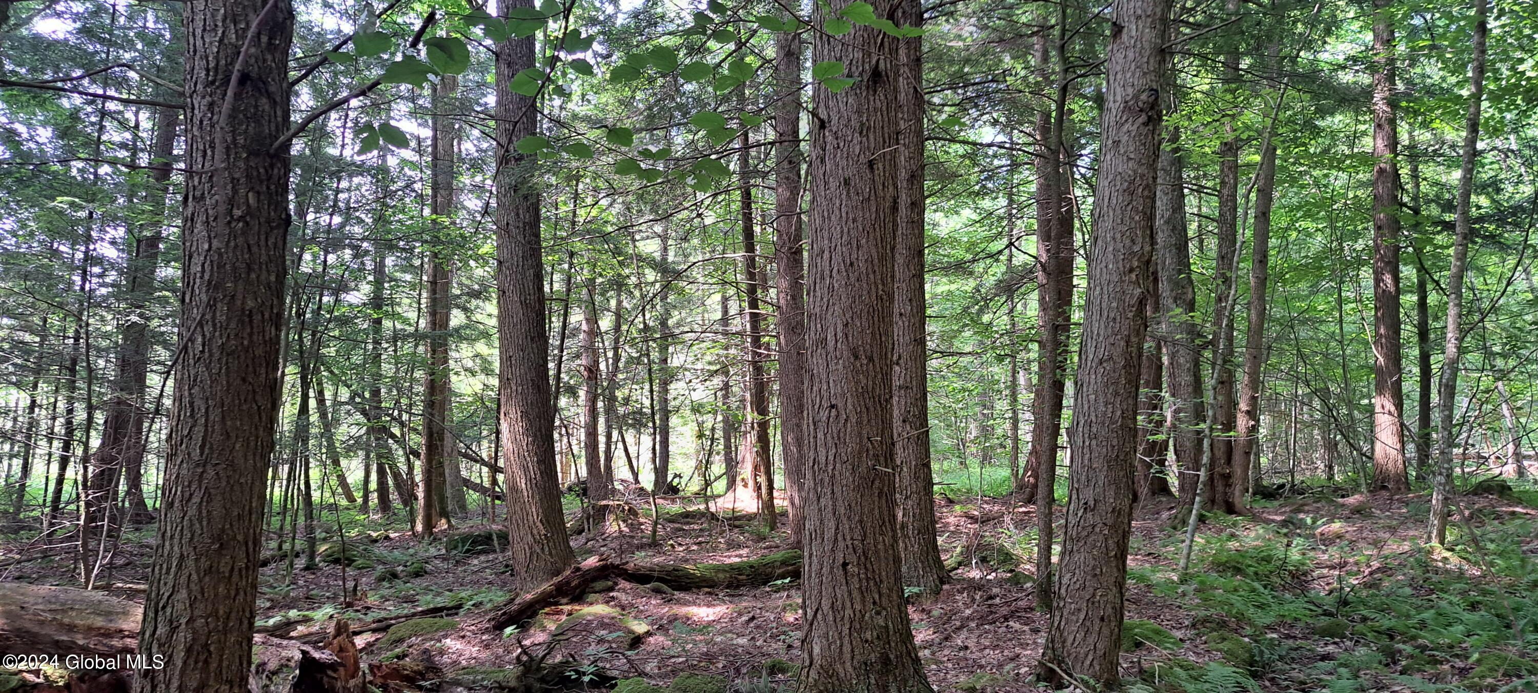26.112 Jackson Summit Road Mayfield, NY 12117 - Photo 39 of 61 37 Mature Forest