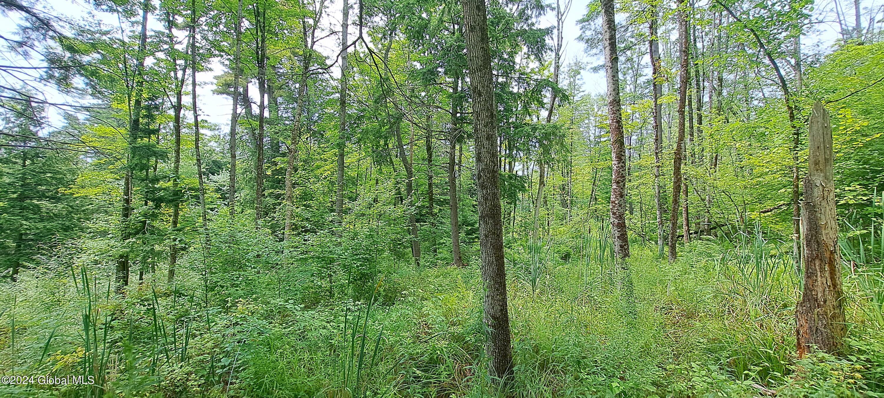 26.112 Jackson Summit Road Mayfield, NY 12117 - Photo 53 of 61 51 Thick Forest Cover