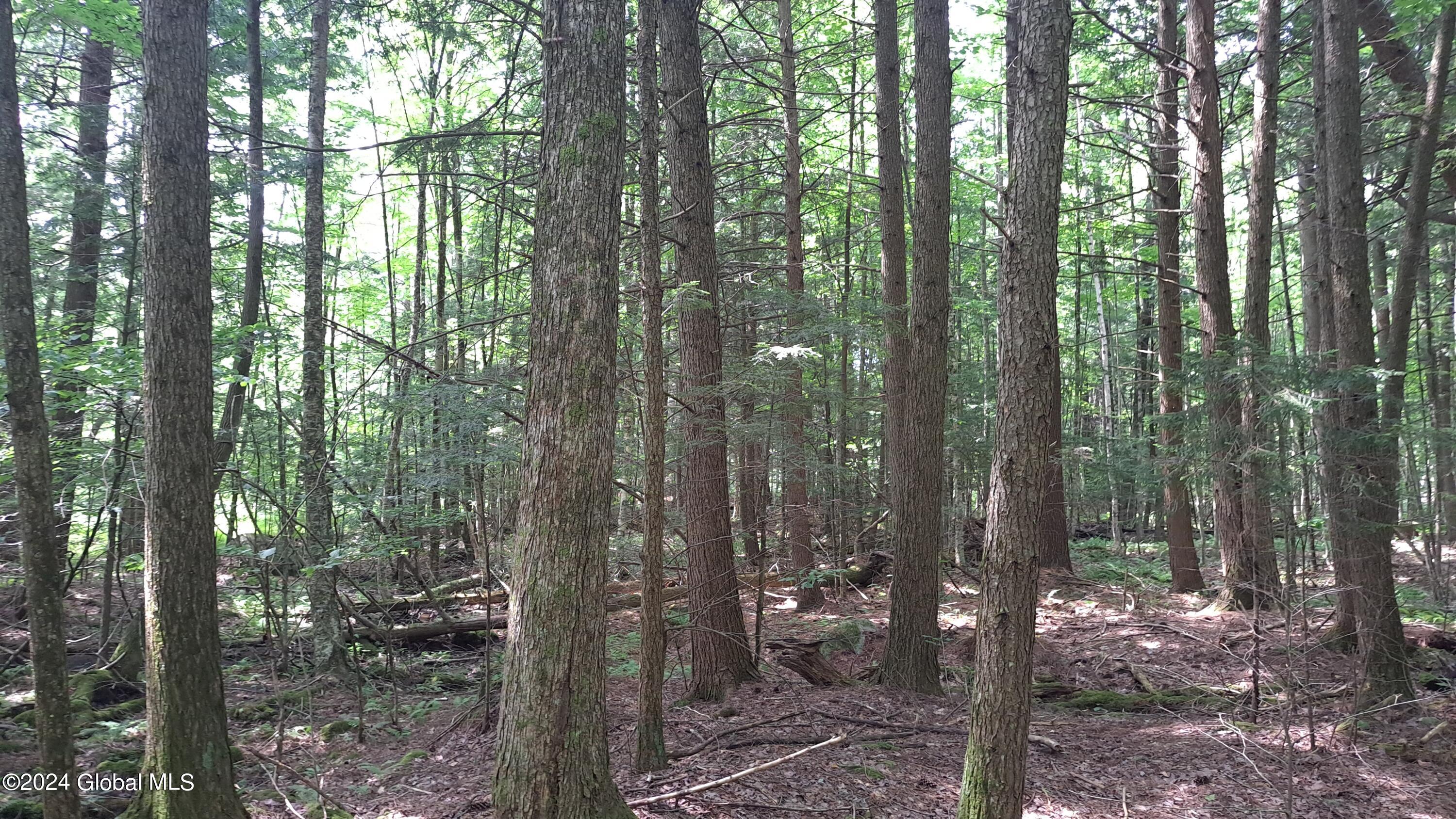 11 Hemlock and Hardwoods