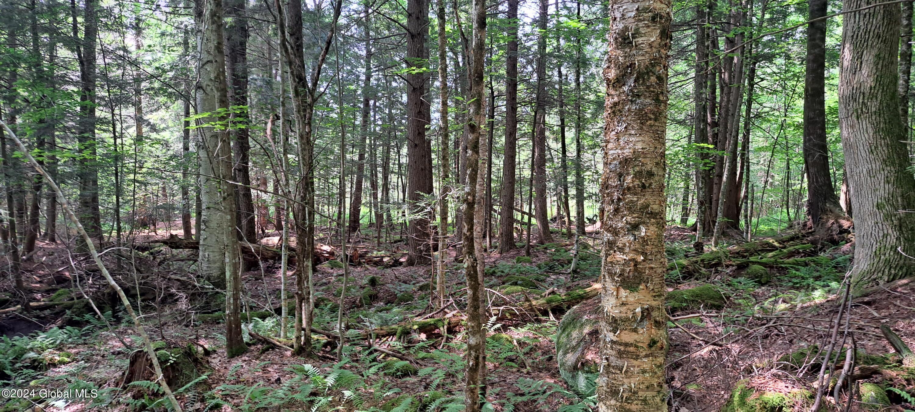 26.112 Jackson Summit Road Mayfield, NY 12117 - Photo 10 of 61 14 Yellow Birch