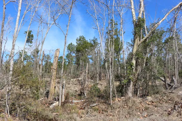 a view of a dry yard with trees