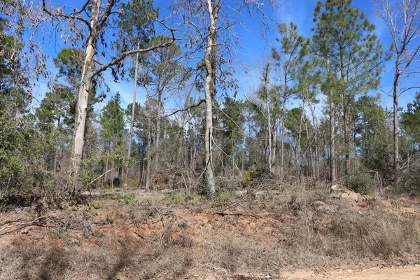 a view of a yard with trees